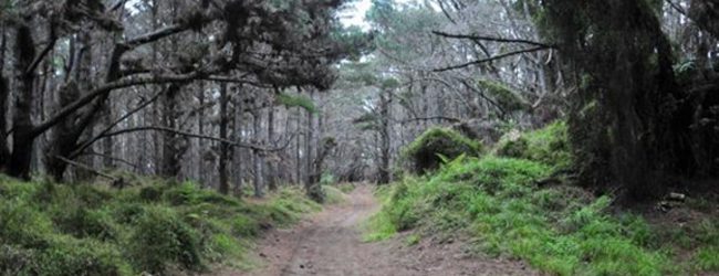 El bosque de Posesión infernal