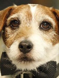  Uggie The Dog