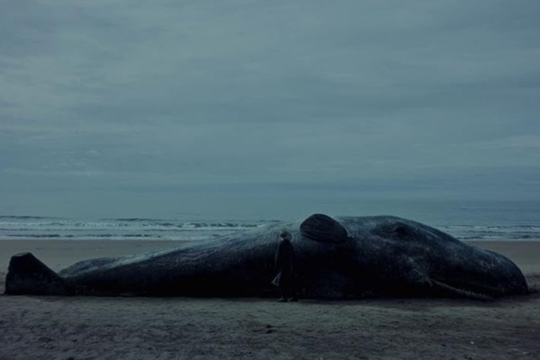 'Una ballena', de Pablo Hernando (21 de febrero)