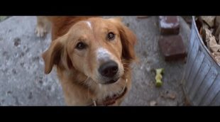 Tráiler 'A Dog's Purpose'