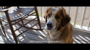 Tráiler subtitulado 'A Dog's Purpose'