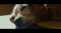 Tráiler 'A Dog's Purpose' #2