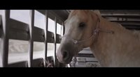 Tráiler 'The Rider'