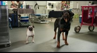 Tráiler en español 'Superagente canino'