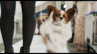 Spot TV en inglés 'Superagente canino'