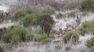 Tráiler 'Barbacana, la huella del lobo'