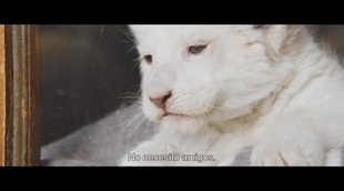 Tráiler VOSE 'Mia y el león blanco'