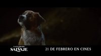 'La llamada de lo salvaje' - Spot 'Oro'