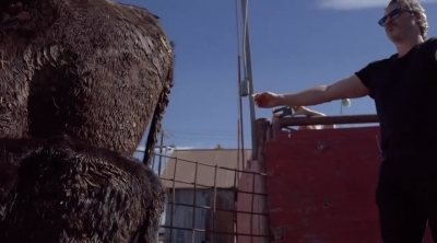 Joaquin Phoenix salva a una vaca y a su cría del matadero