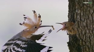 Tráiler 2 'Dehesa, el bosque del lince ibérico'