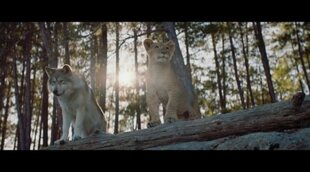 Tráiler español 'El lobo y el león'