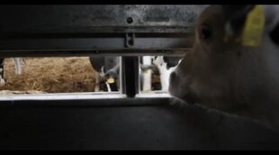 Tráiler 'Vaca'