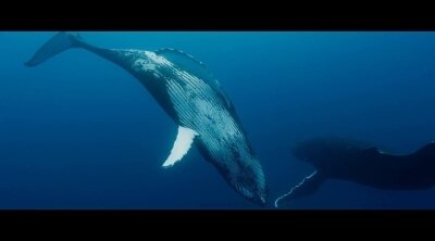 Tráiler español 'Las guardianas del planeta'