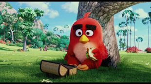 Teaser español 'Angry Birds'